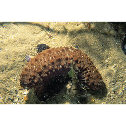 <em>Australostichopus mollis</em> (Hutton, 1872), Soft Sea Cucumber