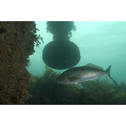 A fish, the Dusky Morwong, near a pier pylon above seaweed.