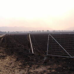 Digital Photograph - Burnt Paddocks, Black Saturday Bushfires, Rosewhite, Victoria, 9 Feb 2009