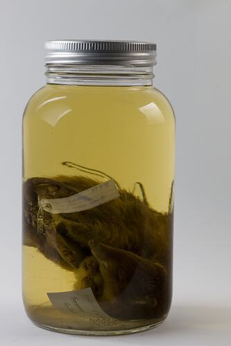 Common Ringtail Possum specimen in jar of ethanol.