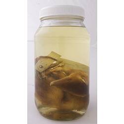 Golden Bandicoot specimen with labels in jar of ethanol.