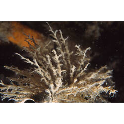 Hydroid colony in dark water.
