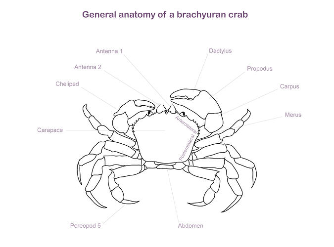 Heteropilumnus fimbriatus (Milne Edwards, 1834), Bearded Crab