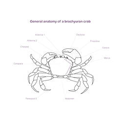 Line drawing illustrating brachyuran crab anatomy.