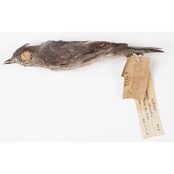 Dry bird skin specimen with labels.