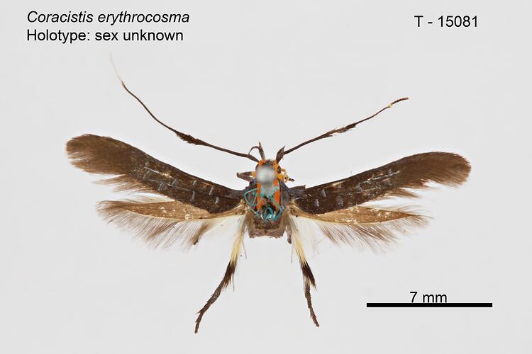 Moth specimen, dorsal view.