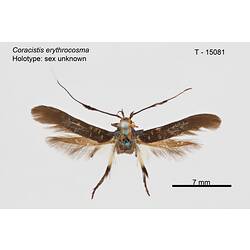 Moth specimen, dorsal view.
