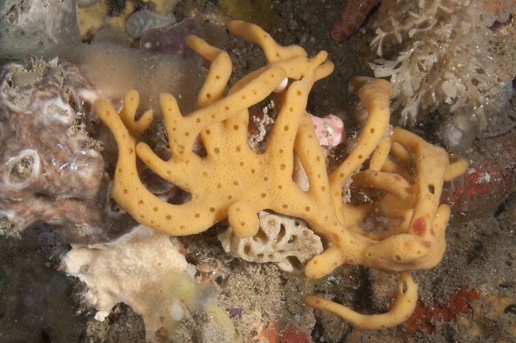 Yellow branched sponge on reef.