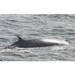 Bryde's Whale swimming at surface.