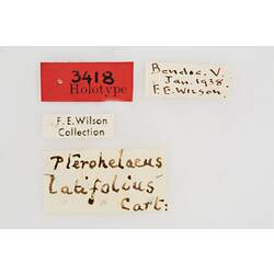 Entomology type specimen labels.