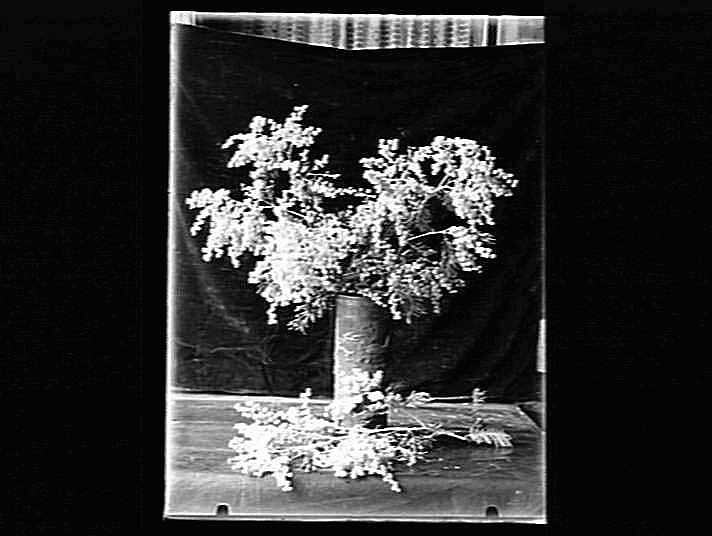 Glass Negative Wattle Flowers in Vase, by A.J. Campbell, Australia