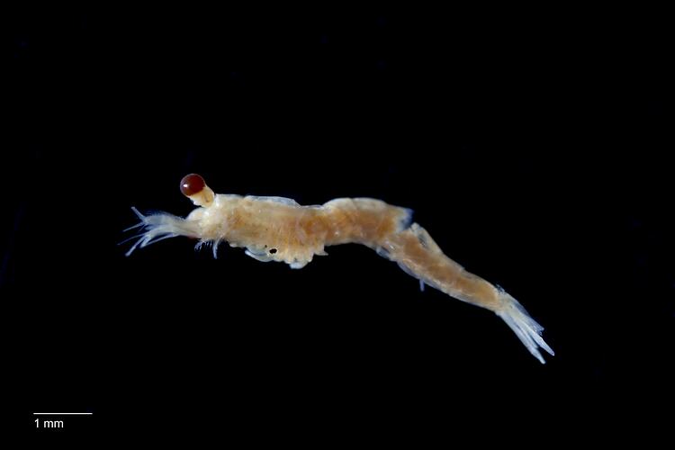 lateral view of Opossum Shrimp specimen.