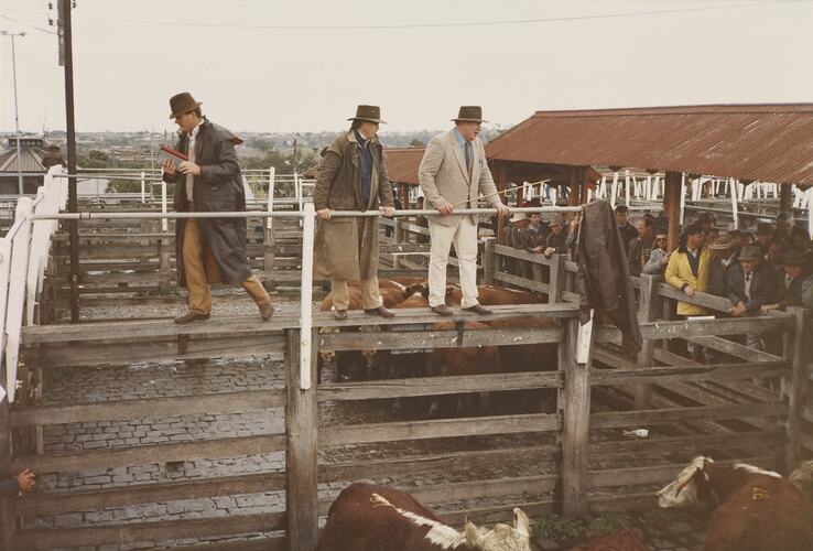 Cattle Sale, Newmarket, Sept 1985