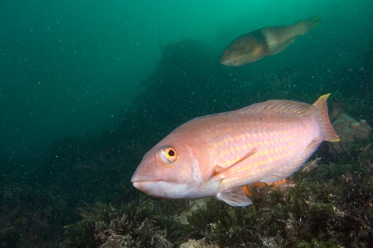 <em>Pseudolabrus rubicundus</em>, Rosy Wrasse. Popes Eye, Port Phillip, Victoria.
