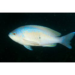 <em>Caesioperca rasor</em>, Barber Perch. Popes Eye, Port Phillip, Victoria.