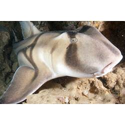 Pale shark with brown bridle-markings.