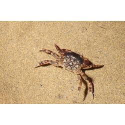<em>Cyclograpsus granulosus</em>, Purple-mottled Shore Crab. Bunurong Marine National Park, Victoria.