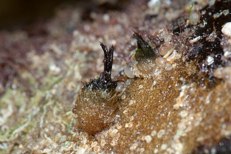 Dark stalked, hairy barnacles on rock.