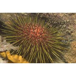 Red urchin with yellow spines.