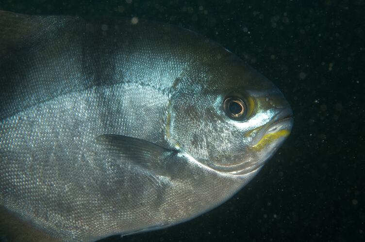 <em>Scorpis aequipinnis</em>, Sea Sweep. Popes Eye, Port Phillip, Victoria.