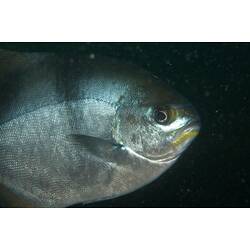 <em>Scorpis aequipinnis</em>, Sea Sweep. Popes Eye, Port Phillip, Victoria.