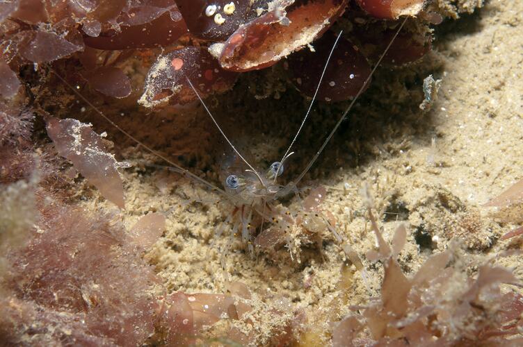 <em>Palaemon serenus</em>, Red-handed Shrimp. St Leonards Jetty, Port Phillip, Victoria.