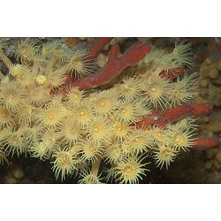 Class Anthozoa, zoanthid. Wilsons Promontory National Park, Victoria.