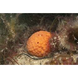 Spherical orange sponge among algae.