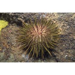 Pale urchin with yellow spines.