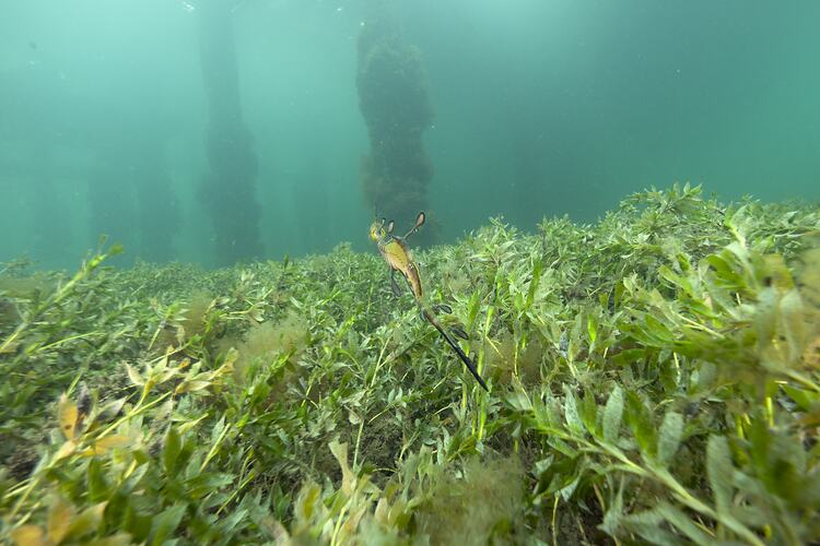 <em>Phyllopteryx taeniolatus</em>, Common Seadragon. Western Port, Victoria.