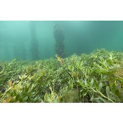 <em>Phyllopteryx taeniolatus</em>, Common Seadragon. Western Port, Victoria.