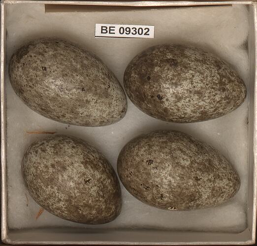 Four bird eggs with specimen labels in box.