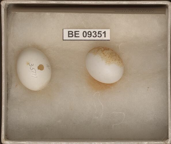 Two bird eggs with specimen labels in box.