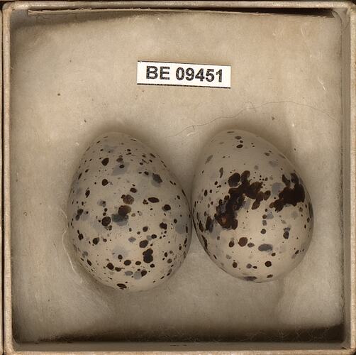 Two bird eggs with specimen labels in box.