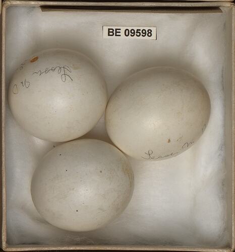 Three bird eggs with specimen labels in box.