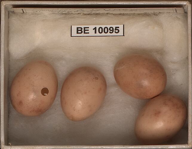 Four bird eggs with specimen labels in box.