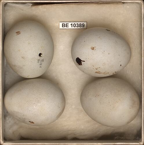 Four bird eggs with specimen labels in box.