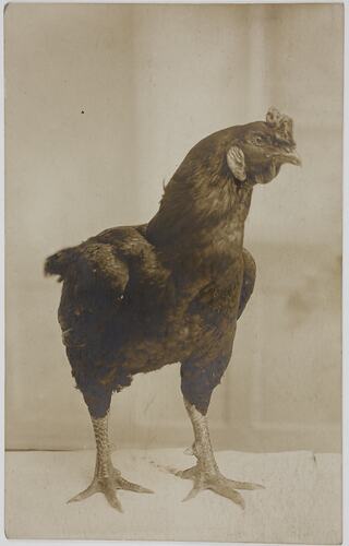 Portrait of a Chicken, Bridgwater, United Kingdom, circa 1915