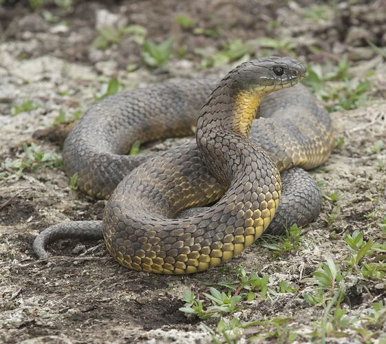 Dark snake on soil, head raised, yellow belly.