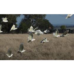 Flock of airborne white birds over dry grass.
