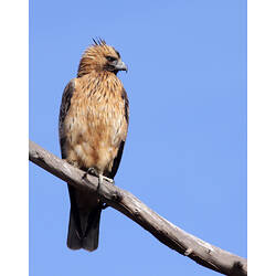 A Little Eagle perched on a branch, against a bright blue background.