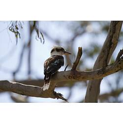 A Laughing Kookaburra perched on a branch.