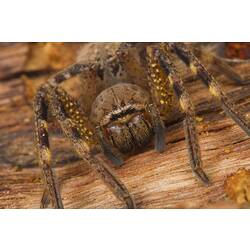 Frontal view of brown spider, yellow spotted legs.