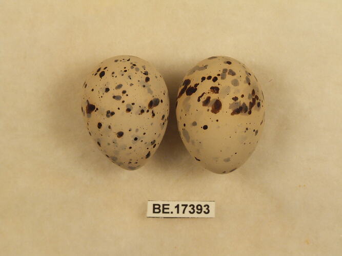 Two bird eggs with specimen label.