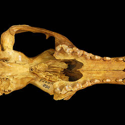Skull of fossil mammal in bottom view.