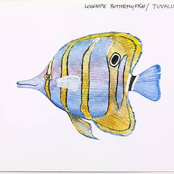 Watercolour - Longnose Butterfly Fish, Melbourne Commonwealth Games, 2005-2006