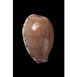 Glossy tan shell with brown spots around its edge.