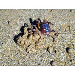Soldier Crab burrowing on a beach