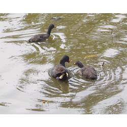 A Dusk Moorhen adult and two young swimming