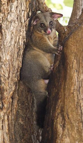 Common Brushtail Possum wedged into a tree fork